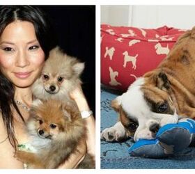 lucy liu launches le roar dedicated to quality pet products