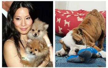Lucy Liu Launches Le Roar, Dedicated To Quality Pet Products