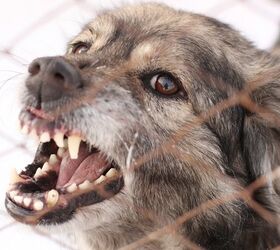 Study: Current Dog Bite Prevention Methods Ineffective And Simplistic