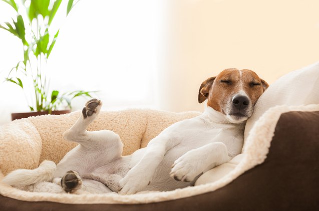 what you need to know about inflammatory bowel disease in dogs