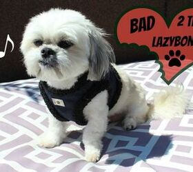 Bad To The Bonezz: Oscar Rocks Out With LazyBonezz Style