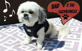 Bad To The Bonezz: Oscar Rocks Out With LazyBonezz Style