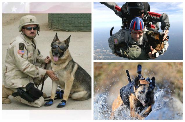 petco foundation donates fitting tribute to overseas war dogs