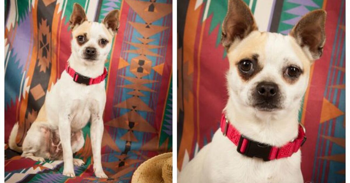 Adoptable Dog Of The Week – Tidbit | PetGuide