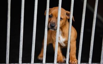 Beverly Hills Ban Means Pet Shops Can Only  Sell Shelter Animals