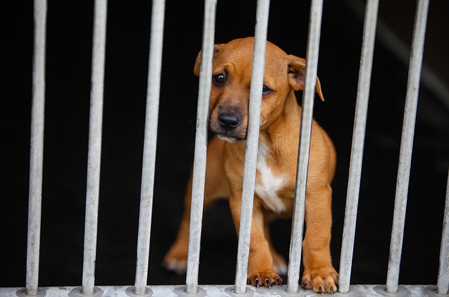 beverly hills ban means pet shops can only sell shelter animals