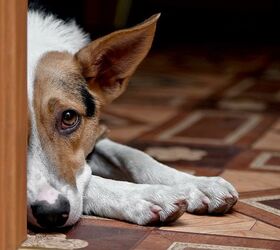 5 Smart Tips For Curing The Back-To-School Dog Blues