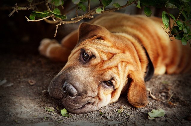 top 10 quiet dog breeds