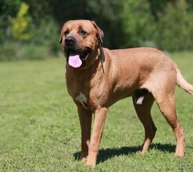 FILA BRASILEIRO OWNERS GUIDE: The Best Guide On The Care, Raising, Feeding,  Socializing, Breeding, Exercise, Health, Cost, Complete Management And