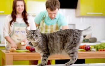 Ask The Hairy Dogfathers: Can Cats Veg Out?