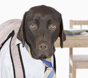 Back-To-School Dog Tips From A Trainer
