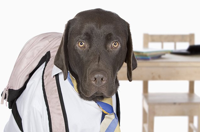 back to school dog tips from a trainer