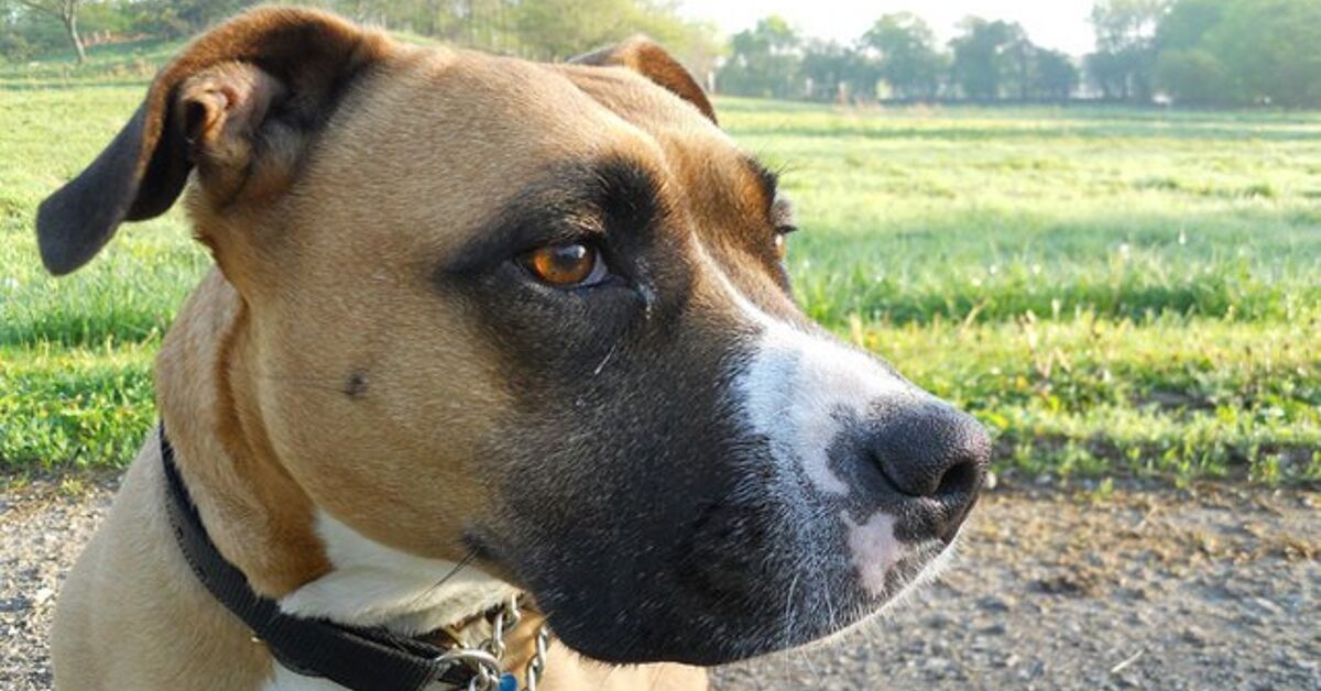 What The Heck Are Dog Eye Boogers PetGuide What The Heck Are Dog Eye Boogers PetGuide