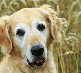 What Are The Most Common Dog Food Allergies?