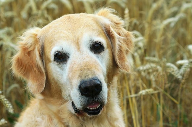 what are the most common dog food allergies