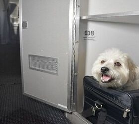 American Airlines Lets Dogs Fly Cuddle Class In Luxe Pet Cabins