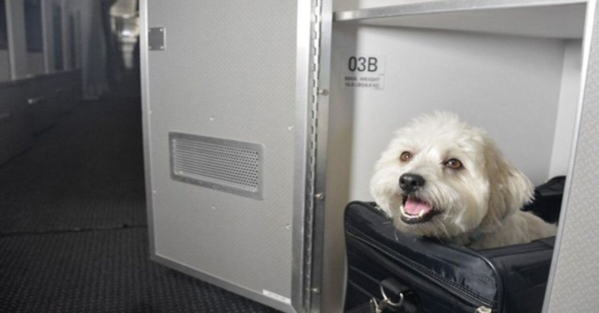 American Airlines Lets Dogs Fly Cuddle Class In Luxe Pet Cabins | PetGuide