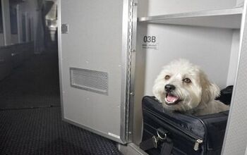 American Airlines Lets Dogs Fly Cuddle Class In Luxe Pet Cabins