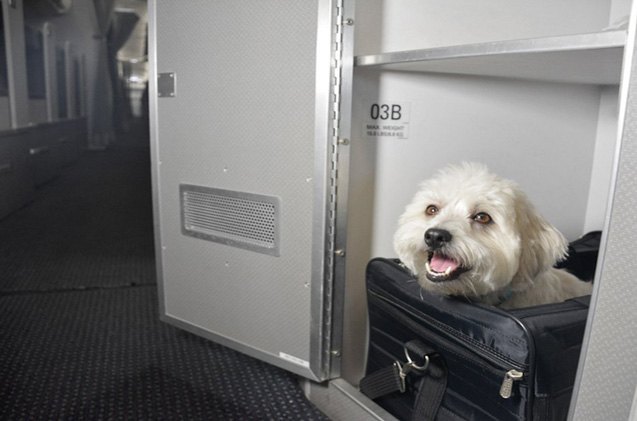 American Airlines Lets Dogs Fly Cuddle Class In Luxe Pet Cabins | PetGuide