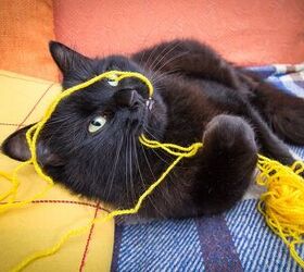 How Safe Is Your Cat From His Favorite Toys?