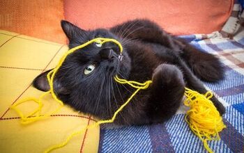 How Safe Is Your Cat From His Favorite Toys?