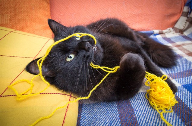 how safe is your cat from his favorite toys