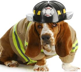 9 Tips To Keep Dogs Safe From House Fires