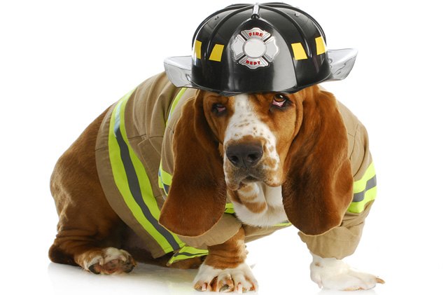 9 tips to keep dogs safe from house fires