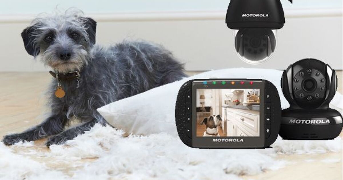 Pet Computer Monitor Enter To Win A Motorola Digital Pet Monitor System | PetGuide