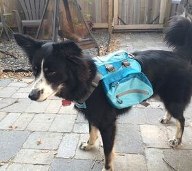 LV Atlantic Dog Backpack