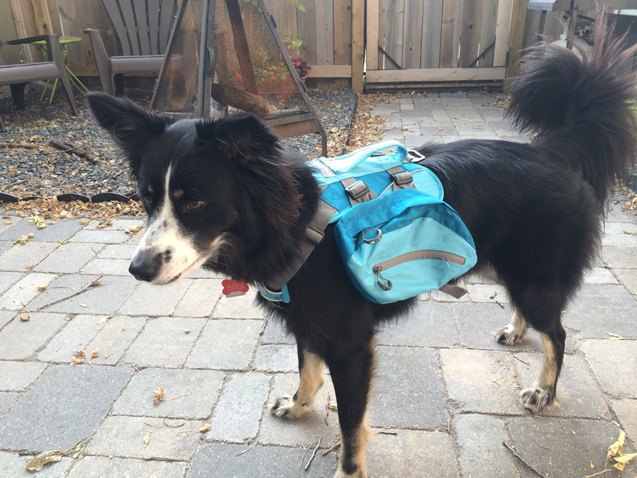 back to basics how to outfit your pooch with the right dog backpack