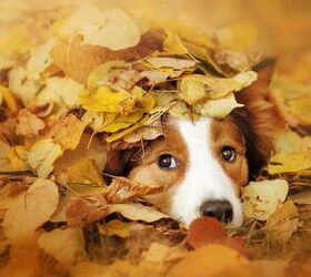 Fetching Tips For Transitioning Fido To Fall