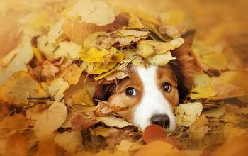 Fetching Tips For Transitioning Fido To Fall