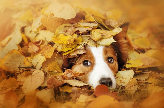 fetching tips for transitioning fido to fall