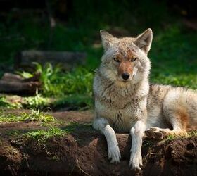 How To Keep Pets Safe From Coyotes
