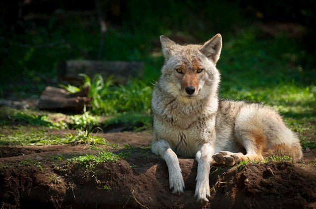 how to keep pets safe from coyotes