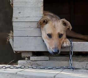 quebec needs to cut the chain to ban permanent chaining of dogs