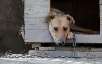 Quebec Needs To “Cut the Chain” To Ban Permanent Chaining Of Dogs