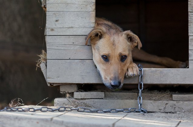 quebec needs to cut the chain to ban permanent chaining of dogs