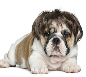 What Causes Hair Loss In Dogs?