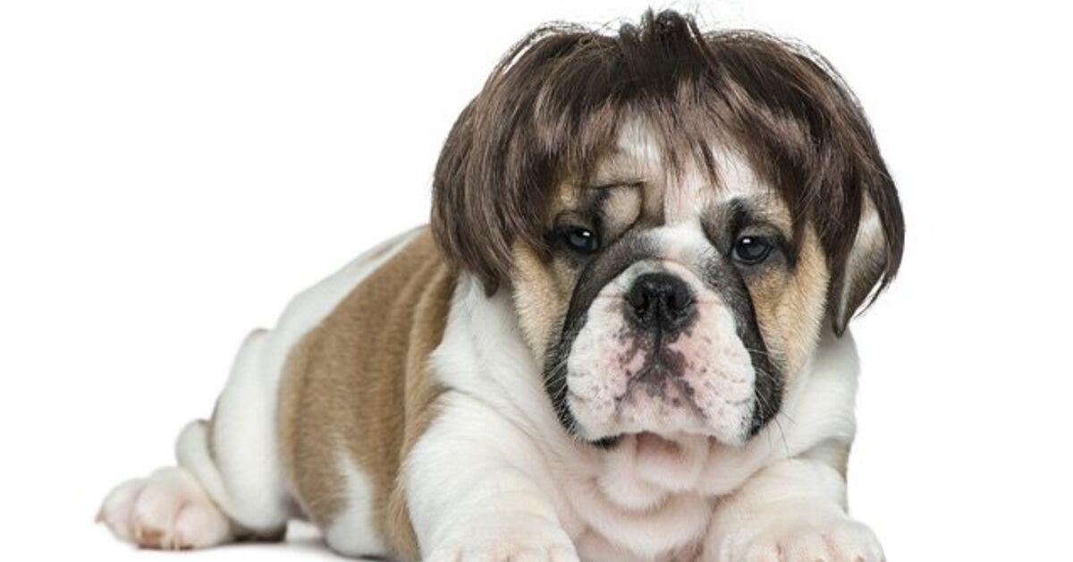 What Causes Hair Loss In Dogs? | PetGuide