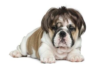 What Causes Hair Loss In Dogs?