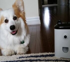 PetBot Petcam Lets You Dole Out Treats And Take Pet Selfies