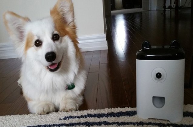 petbot petcam lets you dole out treats and take pet selfies