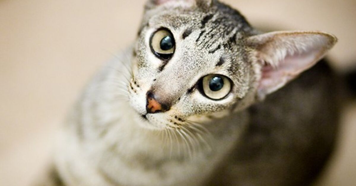 Colorpoint Shorthair Cat Breed Information and Pictures - PetGuide ...