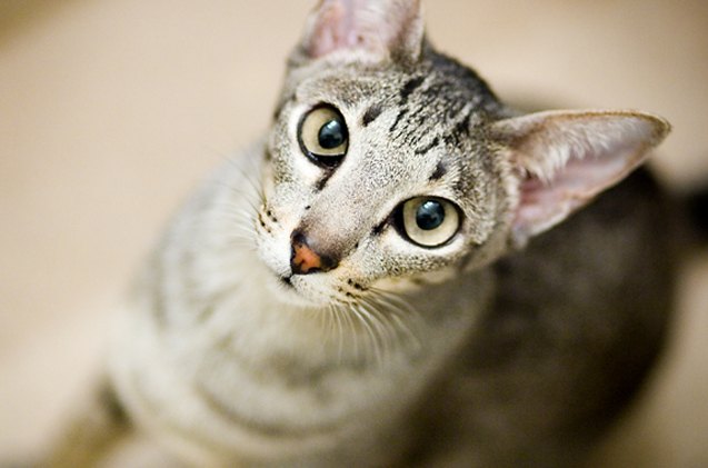 Colorpoint Shorthair Cat Breed Information and Pictures - PetGuide ...