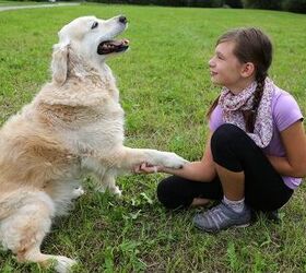 Preventing Dog Bites: Tips To Teach Children