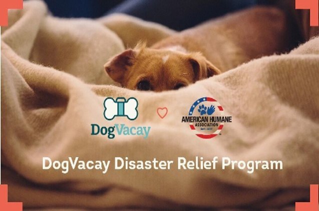 dogvacay partners with american humane association to house displaced pets