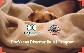 DogVacay Partners With American Humane Association To House Displaced 
