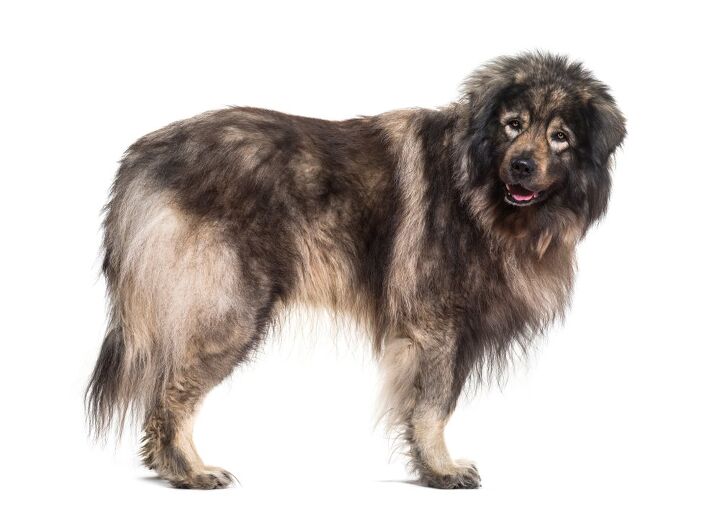 Sarplaninac Dog Breed Information And Pictures PetGuide PetGuide Sarplaninac Dog Breed Information And Pictures PetGuide PetGuide